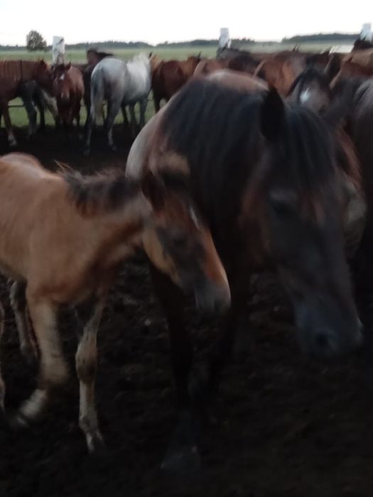 Продам кобылу или обменяю.