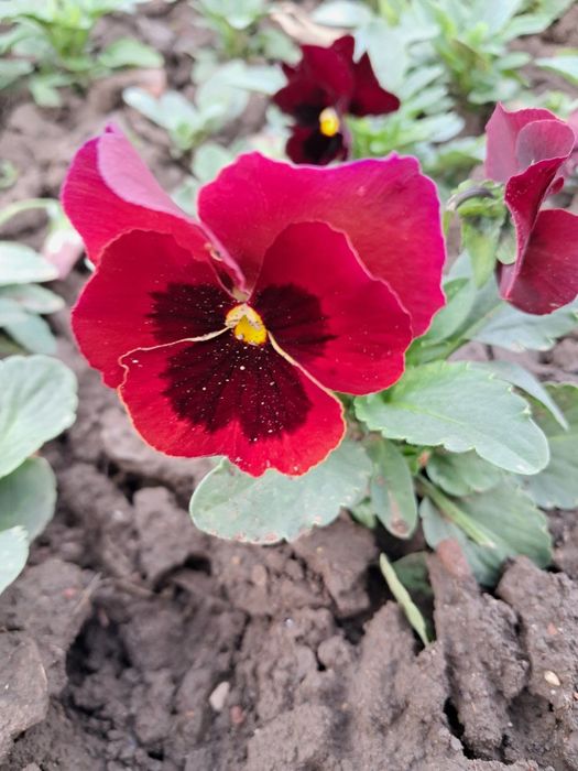 Цветни теменужки