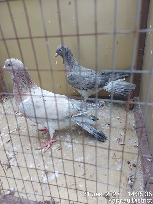 Голуби Широкохвостые