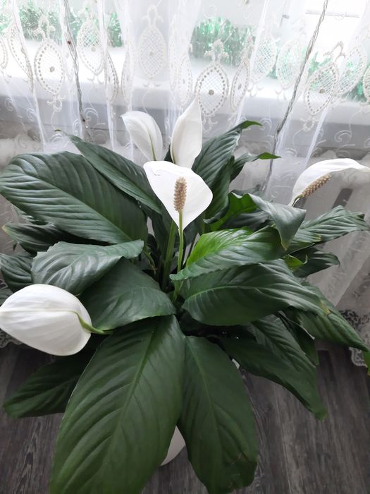 Продам цветок Спатифиллум.