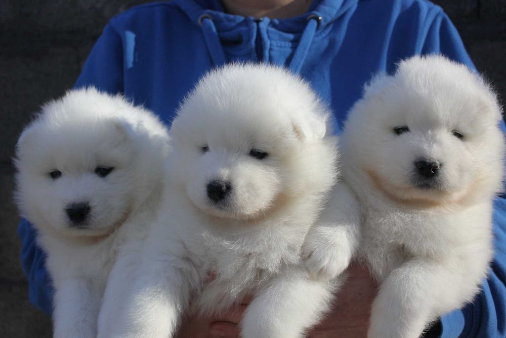 самоед бебета момченца