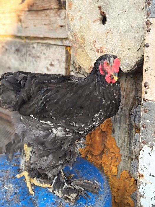Продам петухов брамы