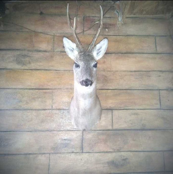 Препариране на животни.