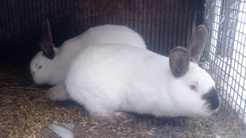 Продаются кролики