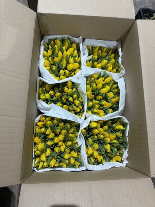 Тюльпаны оптом с теплицы