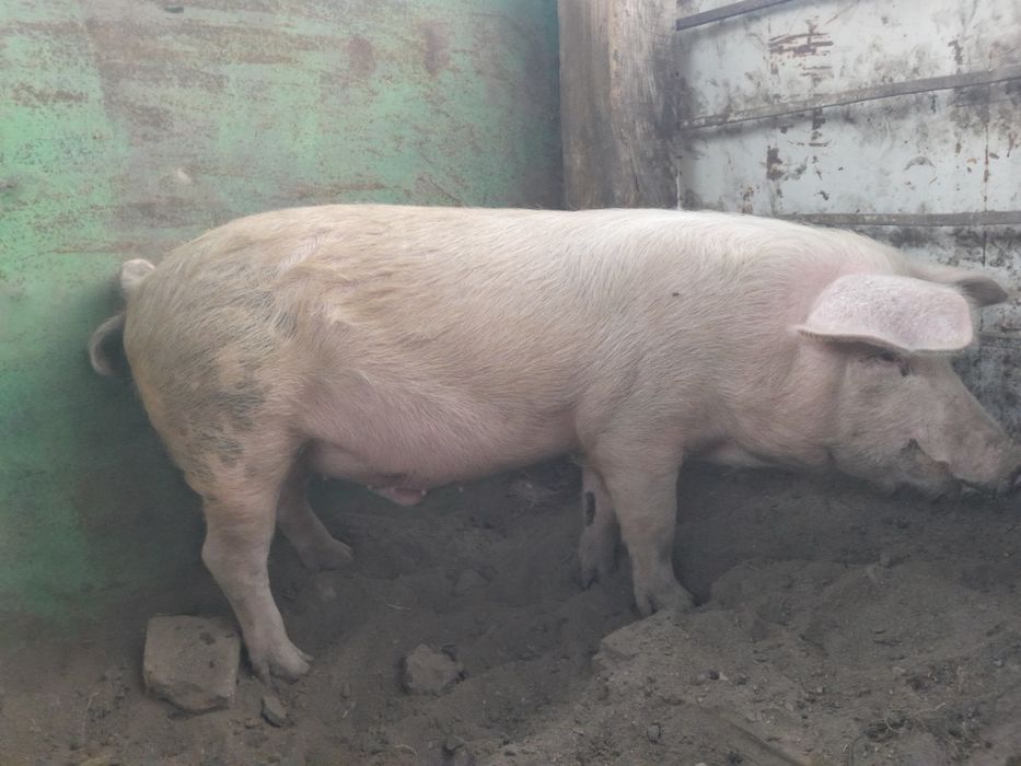 Продам кабана.можна обмен