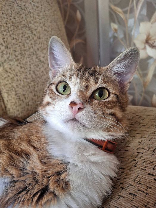 Пропал кот в наурызбайском районе