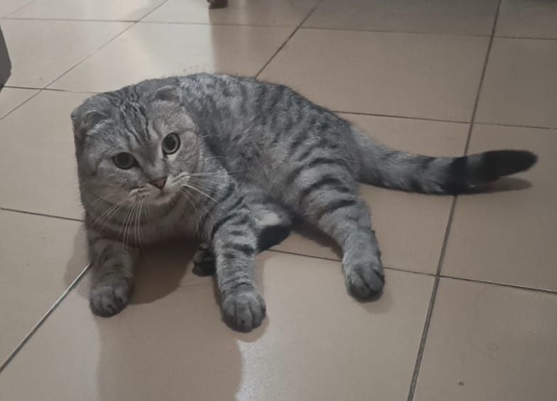 В добрые руки ласковую кошку