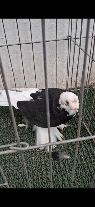 Porumbei jdb si galateni
