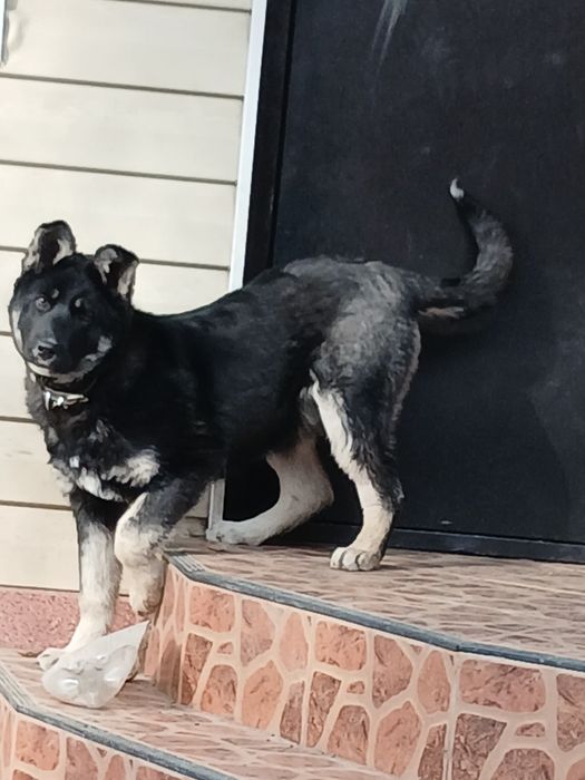 Щенок восточно=европейской овчарки