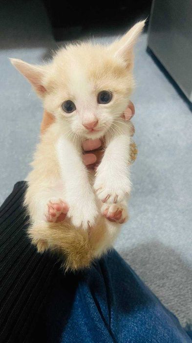 Mushukchalar sotiladi bir oylik