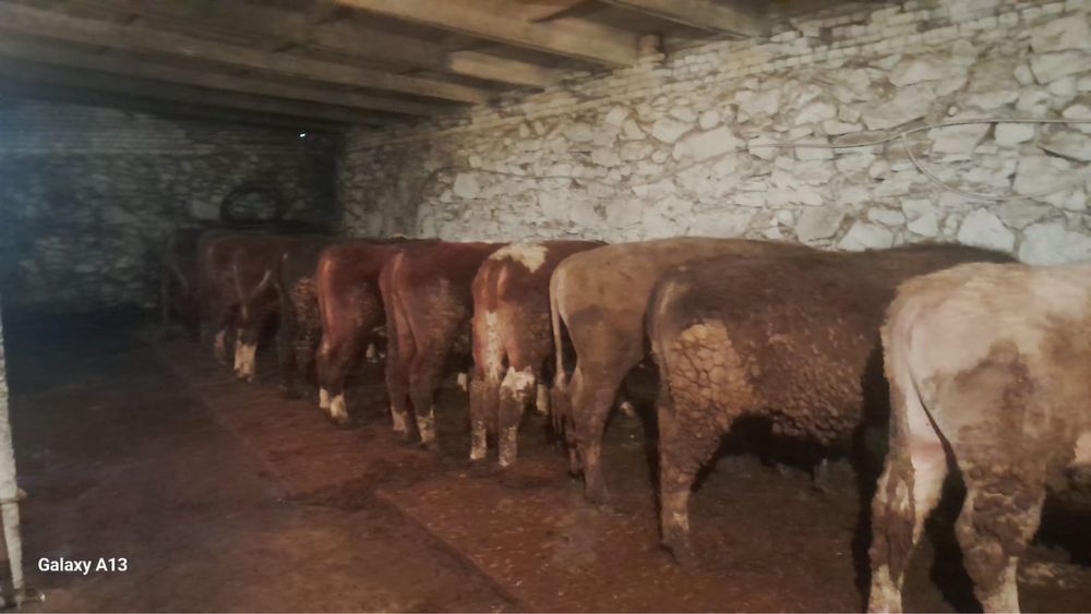 Откормленные бычки и телочки