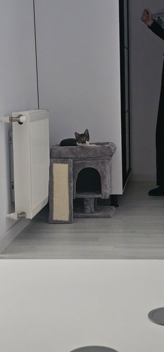 Pisica 10-11 luni spre adoptie