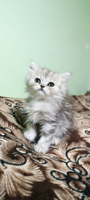 Котёнок британский длинношерстный