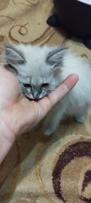 Продам котенка девочка