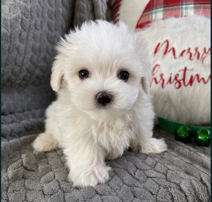Pui de bichon maltez mini toy