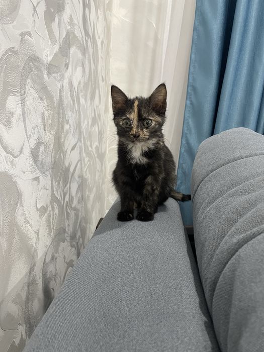 Отдам в хорошие руки