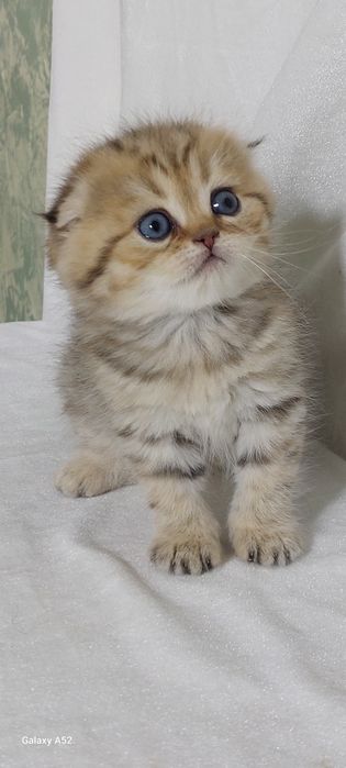 Продаются  котята  страйт  уже  все знают  на пять