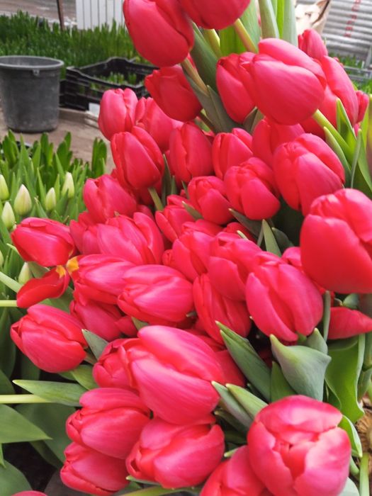 Продам тюльпаны  оптом