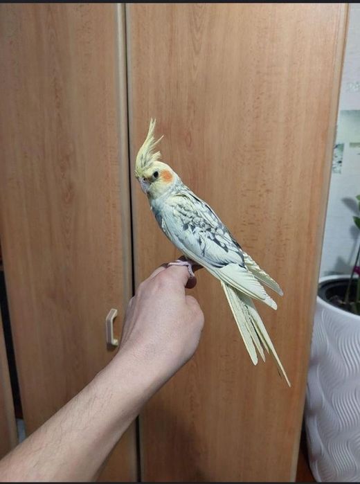 Корелла попугай с клеткой