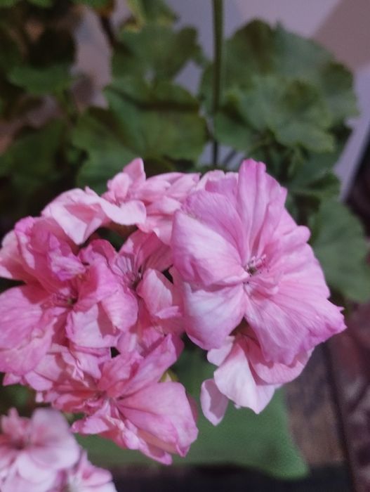 Продам пеларгонию