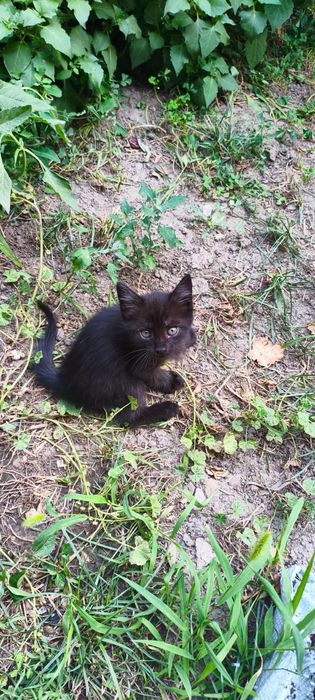 Отдам котят в хорошие руки