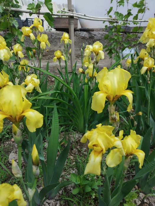 Хар хил турдаги гуллар сотилади байрамга скидки нархда кочатлар хам бо