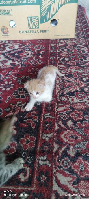 КОТЯТА в добрые руки