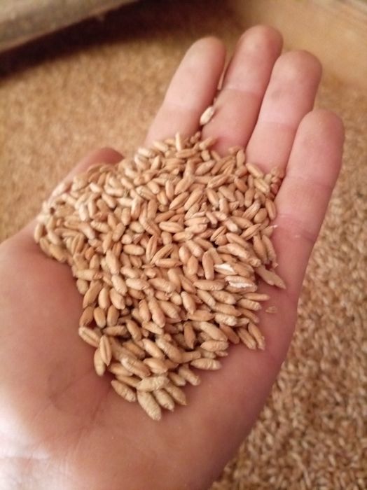 Vand triticale si graunte