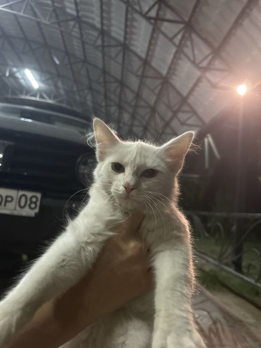 Кошка в добрые руки, 3 месяца