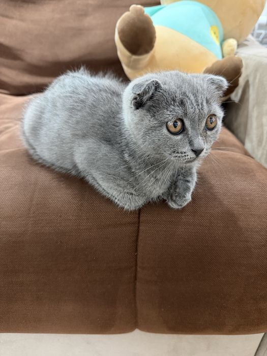Котята пордистые скотиш фолд и скотиш страйт