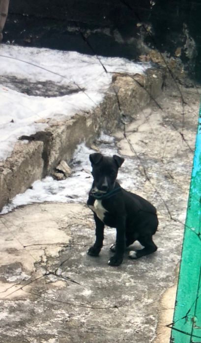 Продам пита щенка