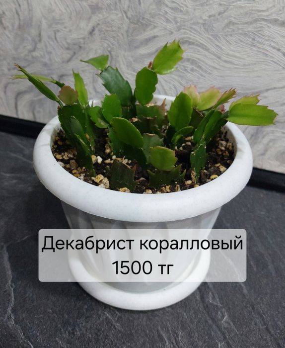 Продам цветы комнатные. Адаптированные.