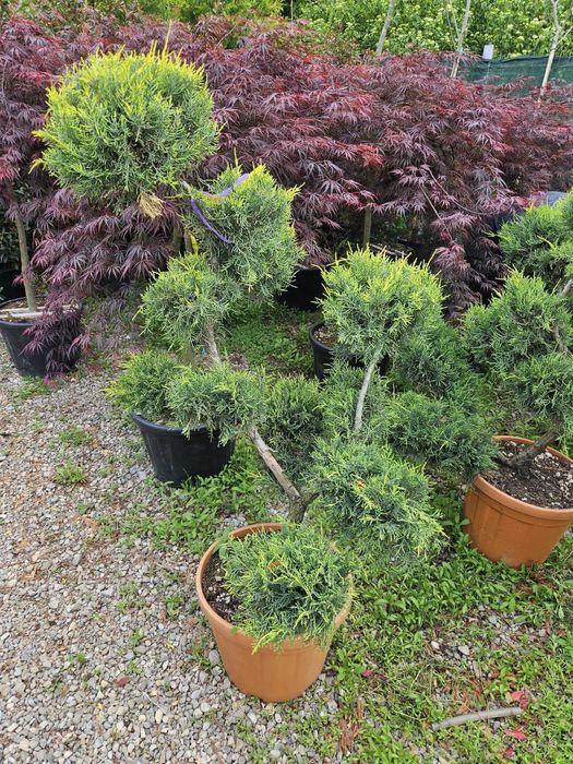 Plante Ornamentale Premium – Siguranță 100%
