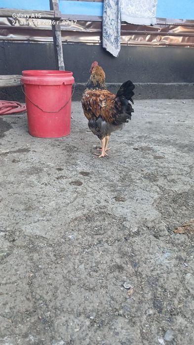 Продам петушков Кученских