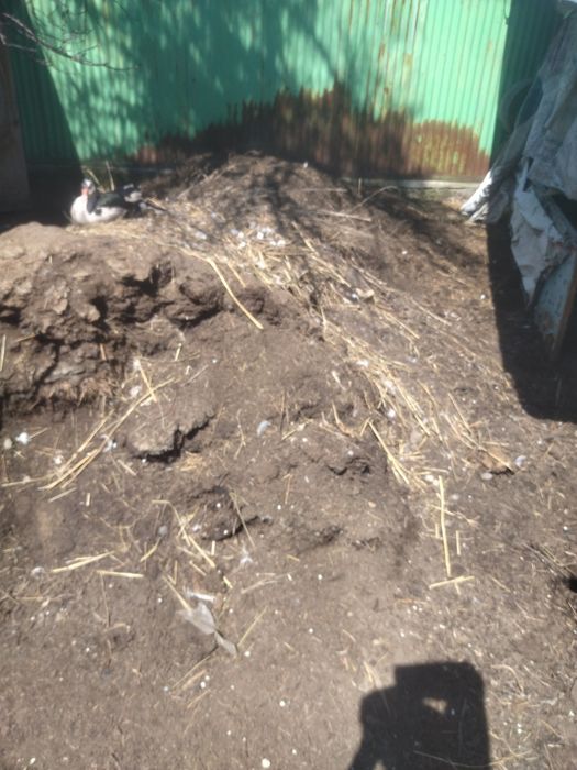 Продам коровий навоз.