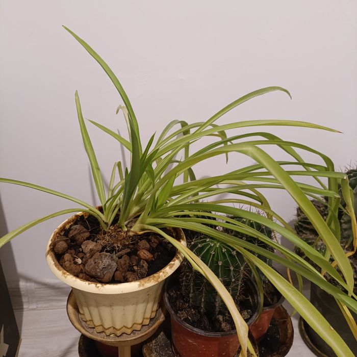 Толстянка, денежное дерево и хлорофитум