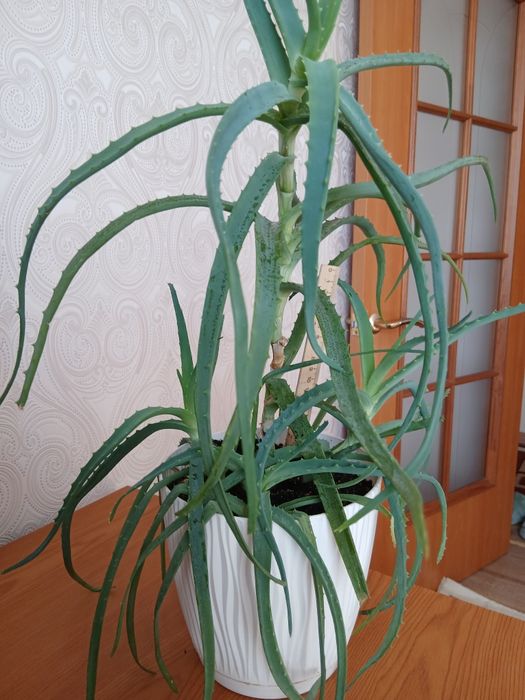 Алоэ древовидное