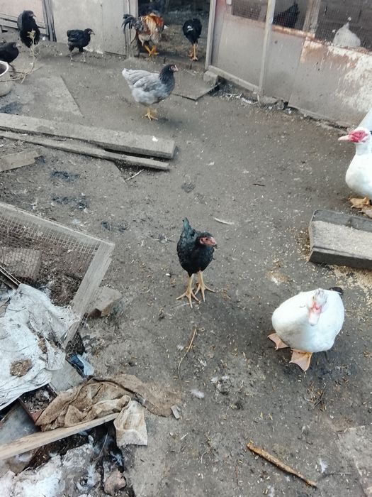 Продам простых и бойцовских курей