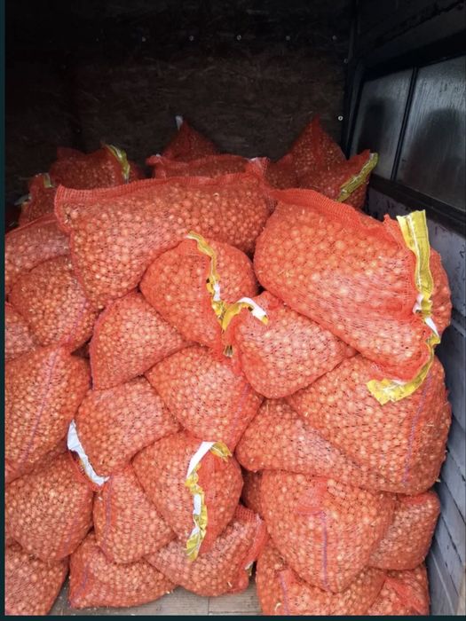 Vand arpagic olandez