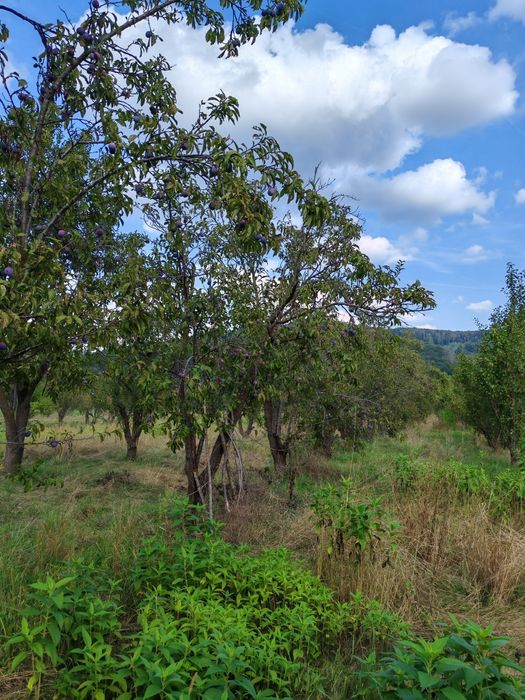 Prune anaspet, pentru masa, gem, țuica , pentru cunoscătoi