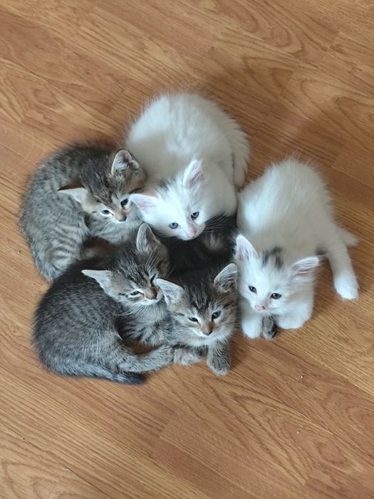 Красивые котята в дар.
