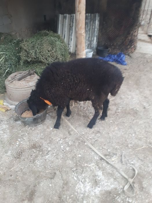 Qo'chqorlar sotiladi