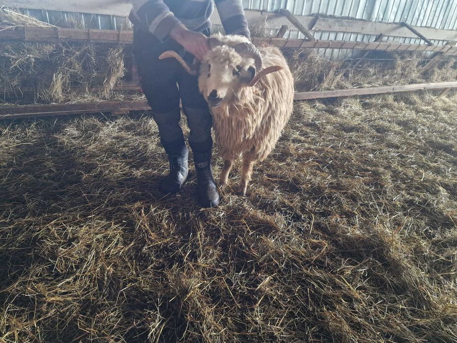 Vând berbec de 2 ani