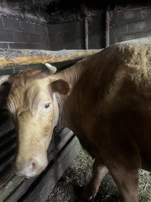 Тайша және сиыр