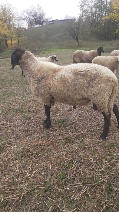 Berbec carabaș sarbesc