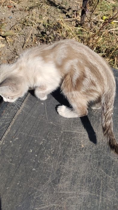 Кошечка  малышка