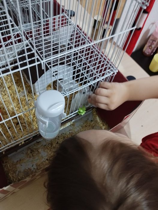 Hamsteri pentru copii cu colivie