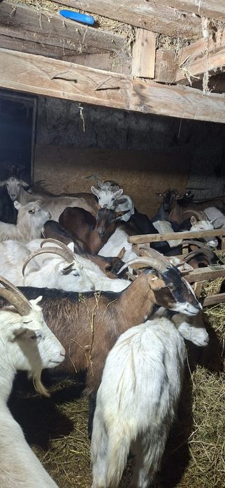 Vând capre fătate si gestante
