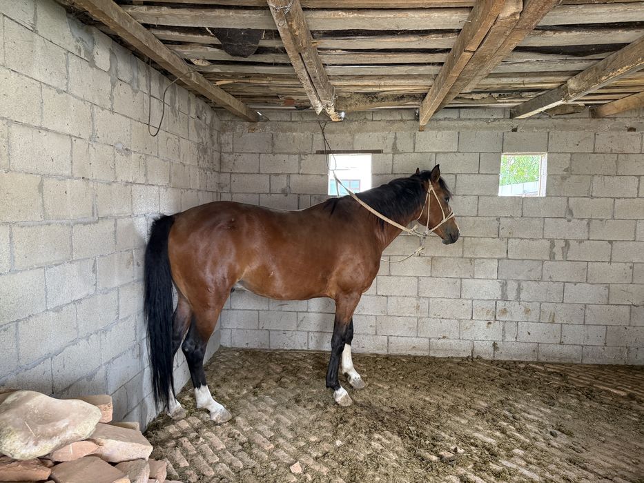 Жеребец Айгыр 2021